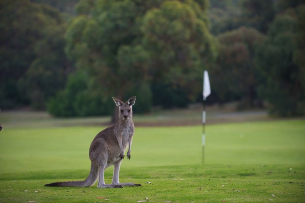 Anglesea Golf Club