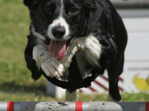 Is Fido an athlete? What in the wide world of sports is going on here?