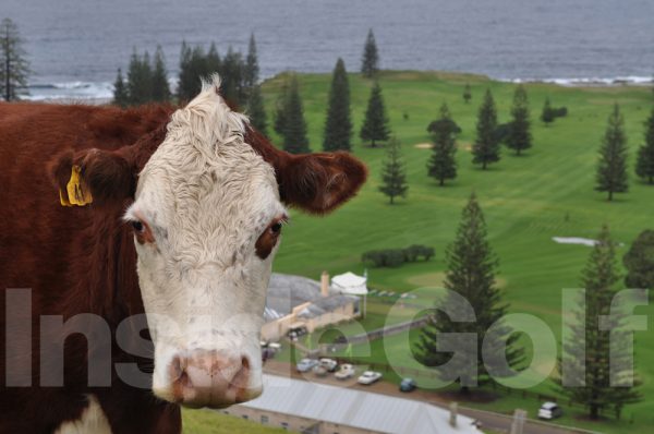 A golf fan at Norfolk Island