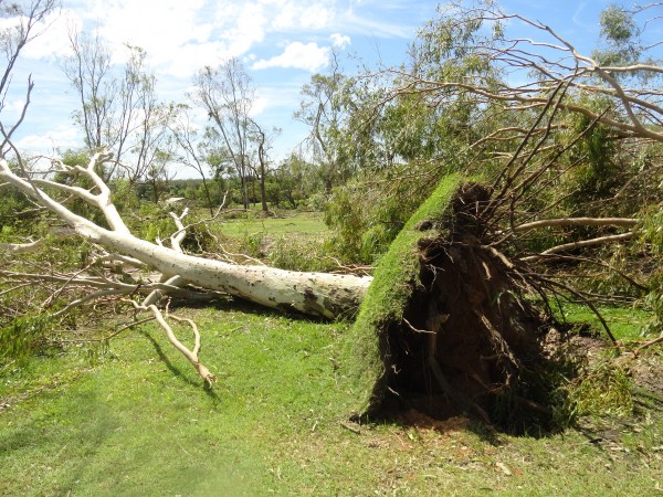 Trees lie across a fairway at Yeppoon Golf Club