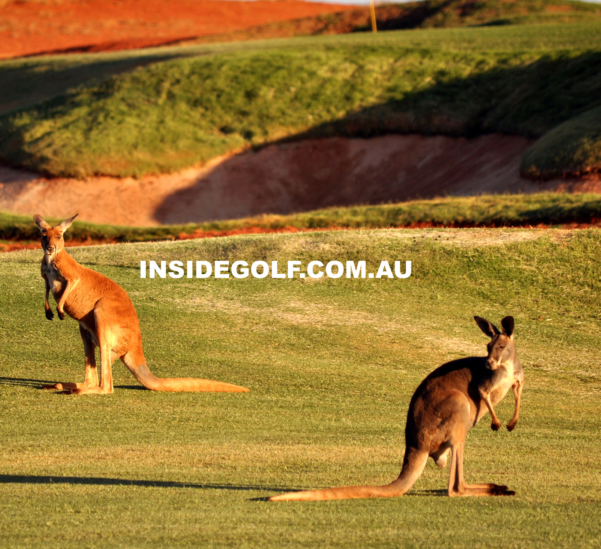 kangaroosKalgoorlie