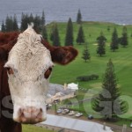 A golf fan at Norfolk Island