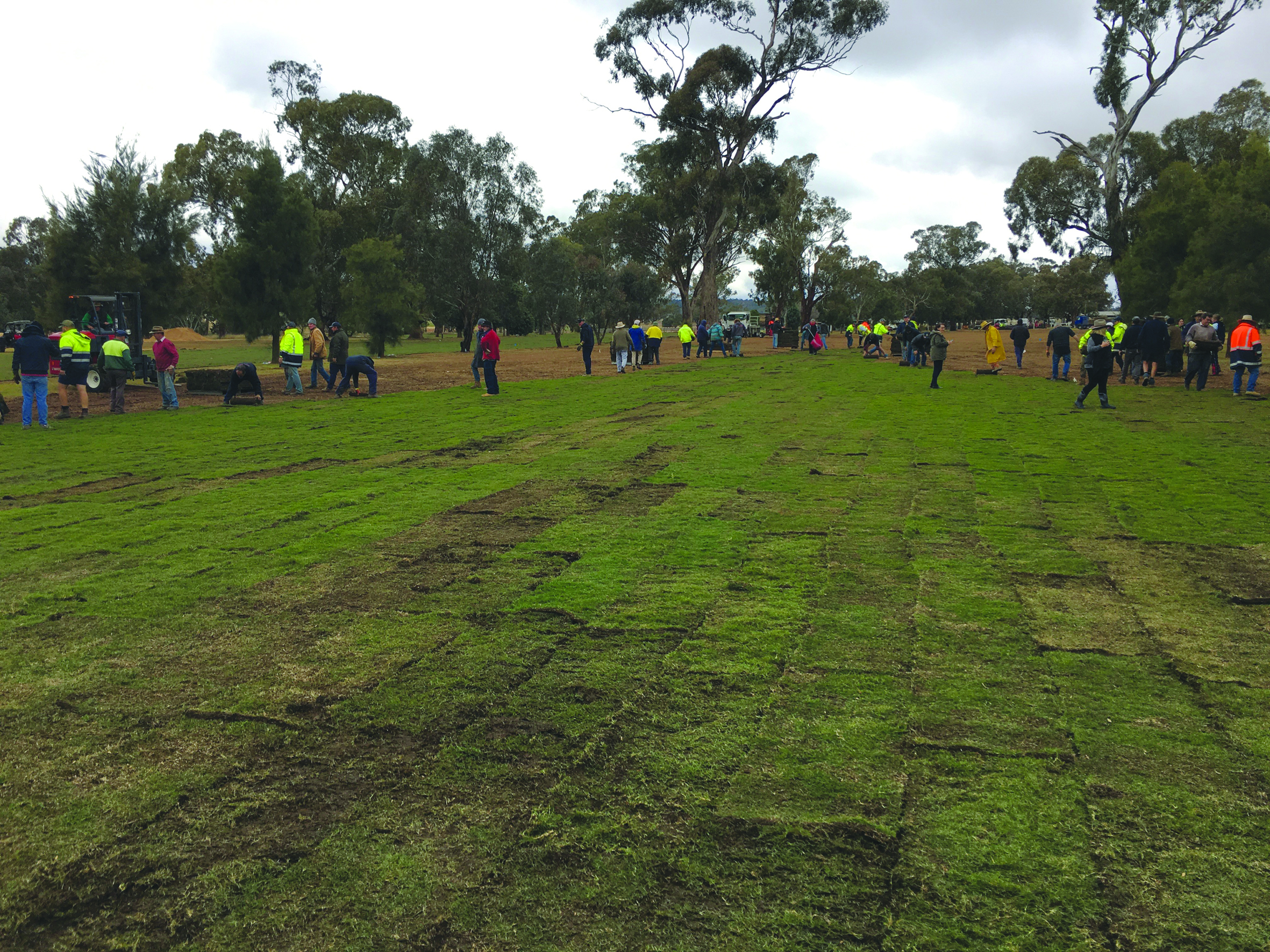 Dunedoo-helpers-laying-the-turf