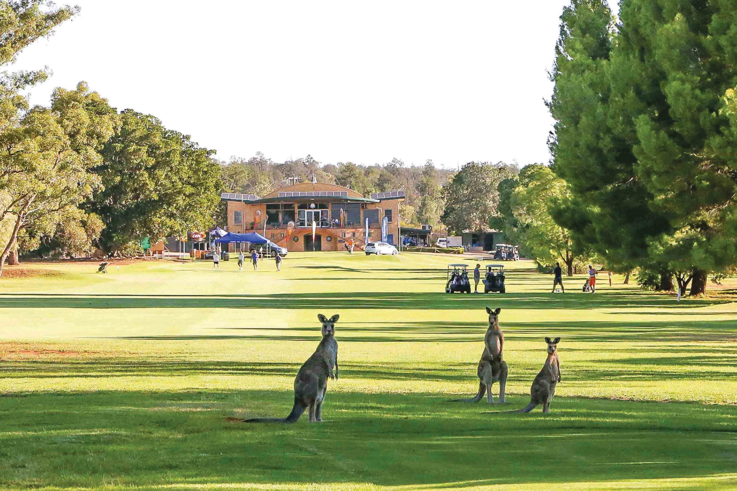 Griffith-Golf-Club-kangaroos