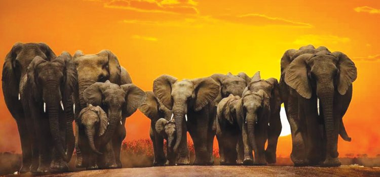 Combine Golf and Wildlife Safari with JAK Tours