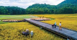 Visit Vietnam