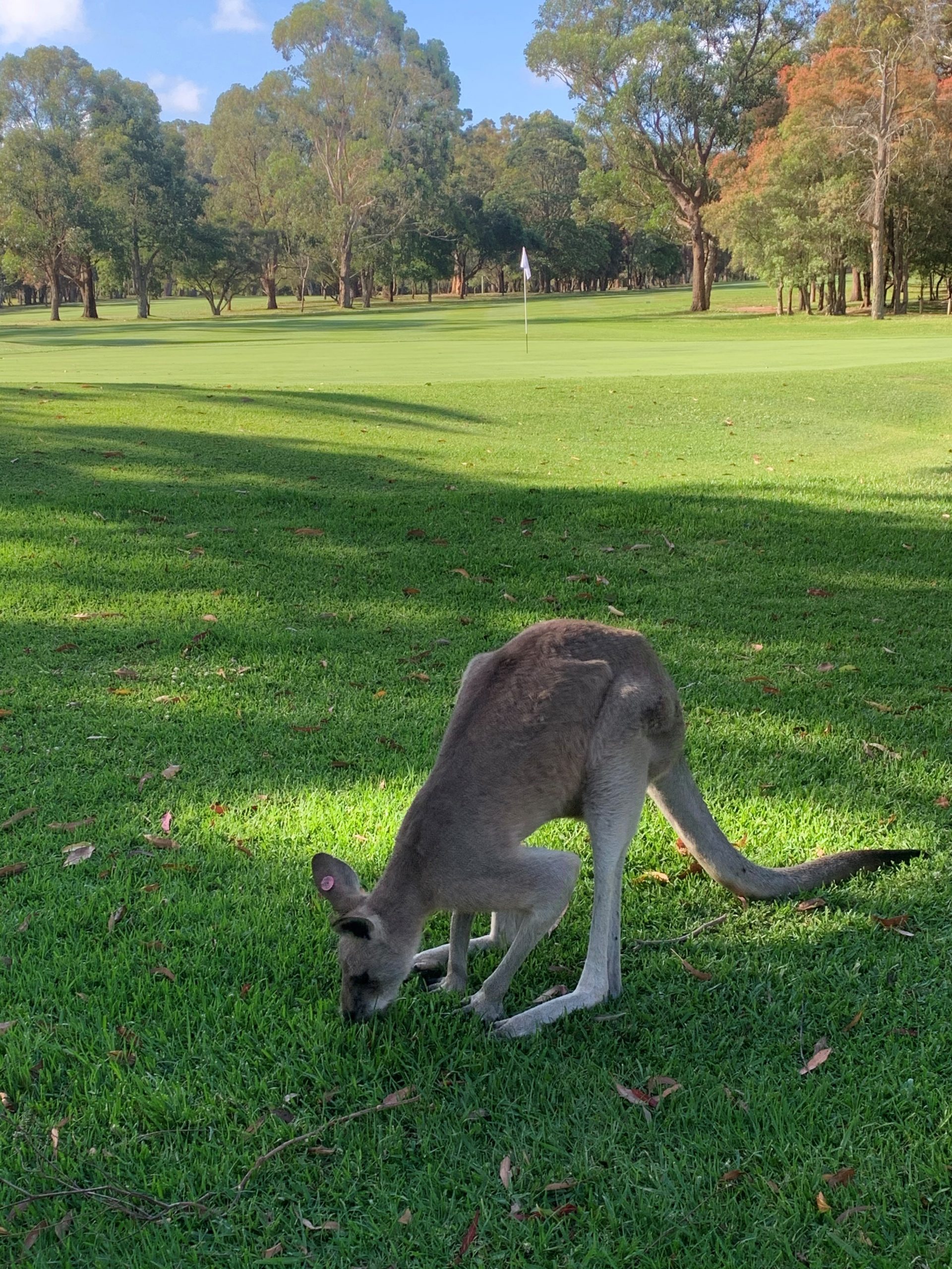 Roos-at-Nelson-Bay