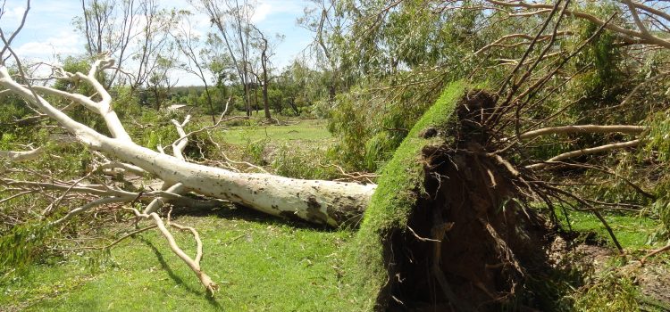 Clubs blown away by post-cyclone support Clubs blown away by post-cyclone support